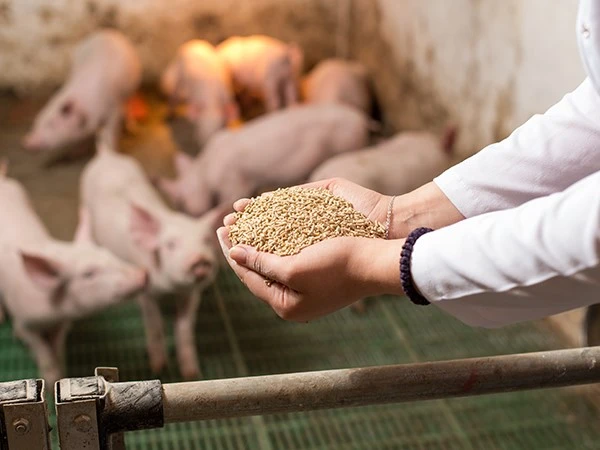 Animal Nutrition Animal Nutrition